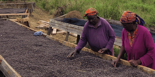 The Gender Data Gap in the Year of the Woman Farmer